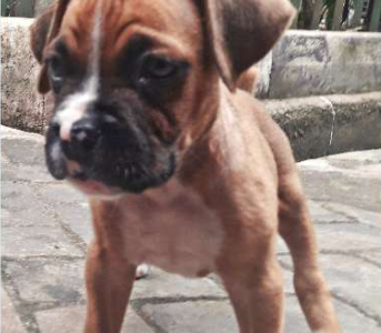 Boxer puppy For Sale