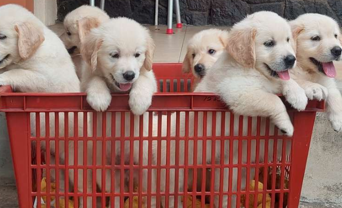 Ckc Golden Retriever Puppies For Sale