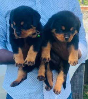 35 Days Completed New Rottweiler Puppies For Sale