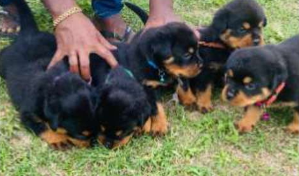 35 Days Completed New Rottweiler Puppies For Sale
