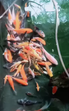 Fish For Sale
