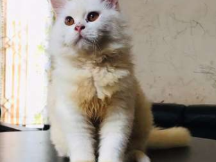 Persian Cat Male For Sale