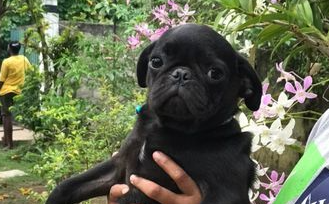 Pug Puppies For Sale