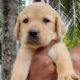 Ckc Registered Labrador Puppies For Sale