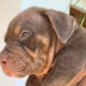 American bully Dog For Sale