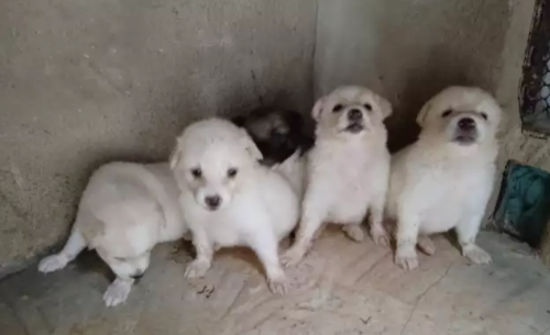 Pomeranian Puppies For Sale