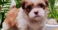 Shihtzu Puppies for Sale