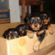 Rottweiler Cross Puppies For Sale
