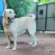 Labrador Dog For Sale