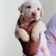 Labrador puppies male & femail