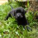 Pure Labrador puppies For Sale