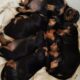 Dachshund puppies looking for their forever homes