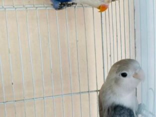 Opaline and Euwing Birds For Sale