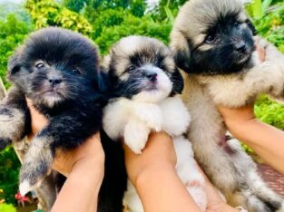 Tibetan terrier puppies For Sale