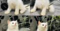 Pure Breed Percian Cat For Sale