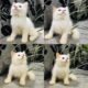 Pure Breed Percian Cat For Sale