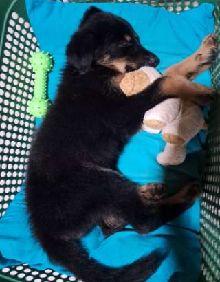 Vaccinated Pure Bred Lion- German Shepherd Puppy