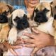 Bullmastiff Puppies For Sale