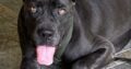 Cane corso dogs for sale